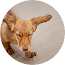 Nathalie Turbide profile picture